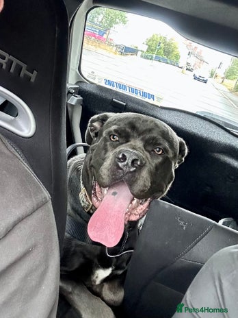 Cane Corso dogs - Advert 16