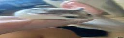 Hamster rodents for sale: *URGENT* Dwarf robo hamster!  - Advert 2