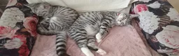 British Shorthair cats for sale: Silver Spotted Bsh last boy available. - Advert 3