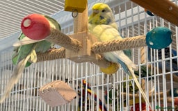Budgerigars birds for sale: Bonded budgies for sale  - Image 9