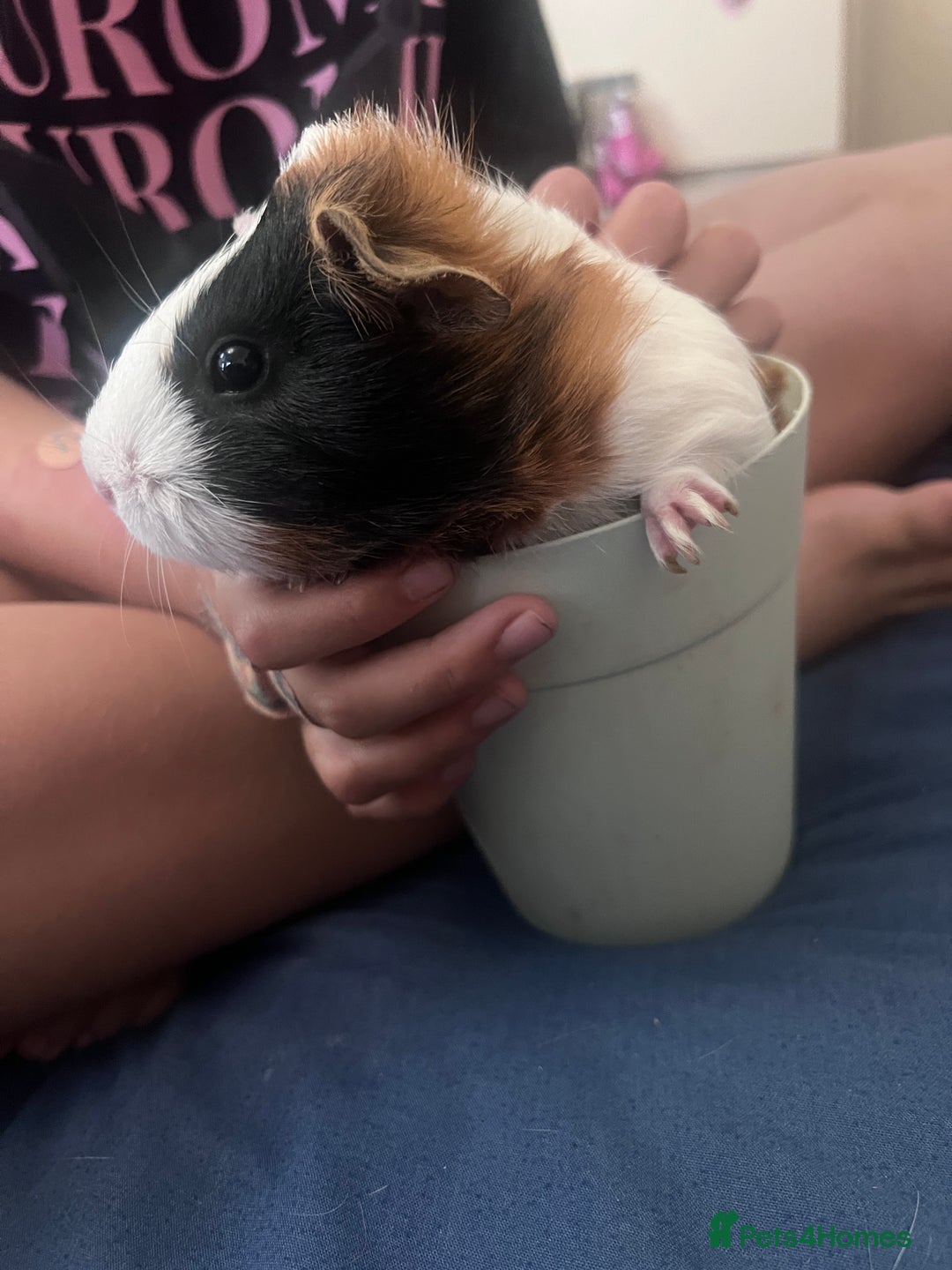 Guinea Pig rodents for sale: Free  - Advert 3