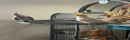 Cockatiels birds for sale: 2 hand reared cockatiels, cage and accessories  - Advert 3