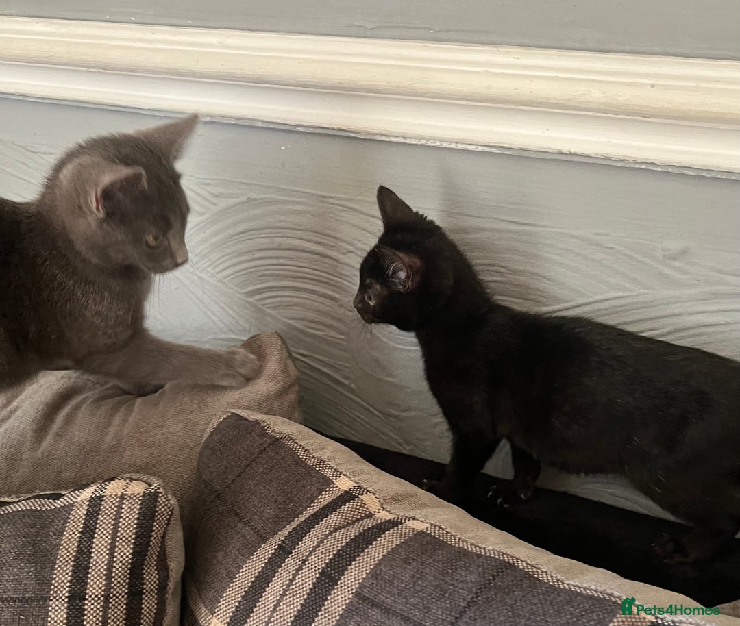 Mixed Breed cats for sale: Munchkin x British shorthair kittens - Advert 19