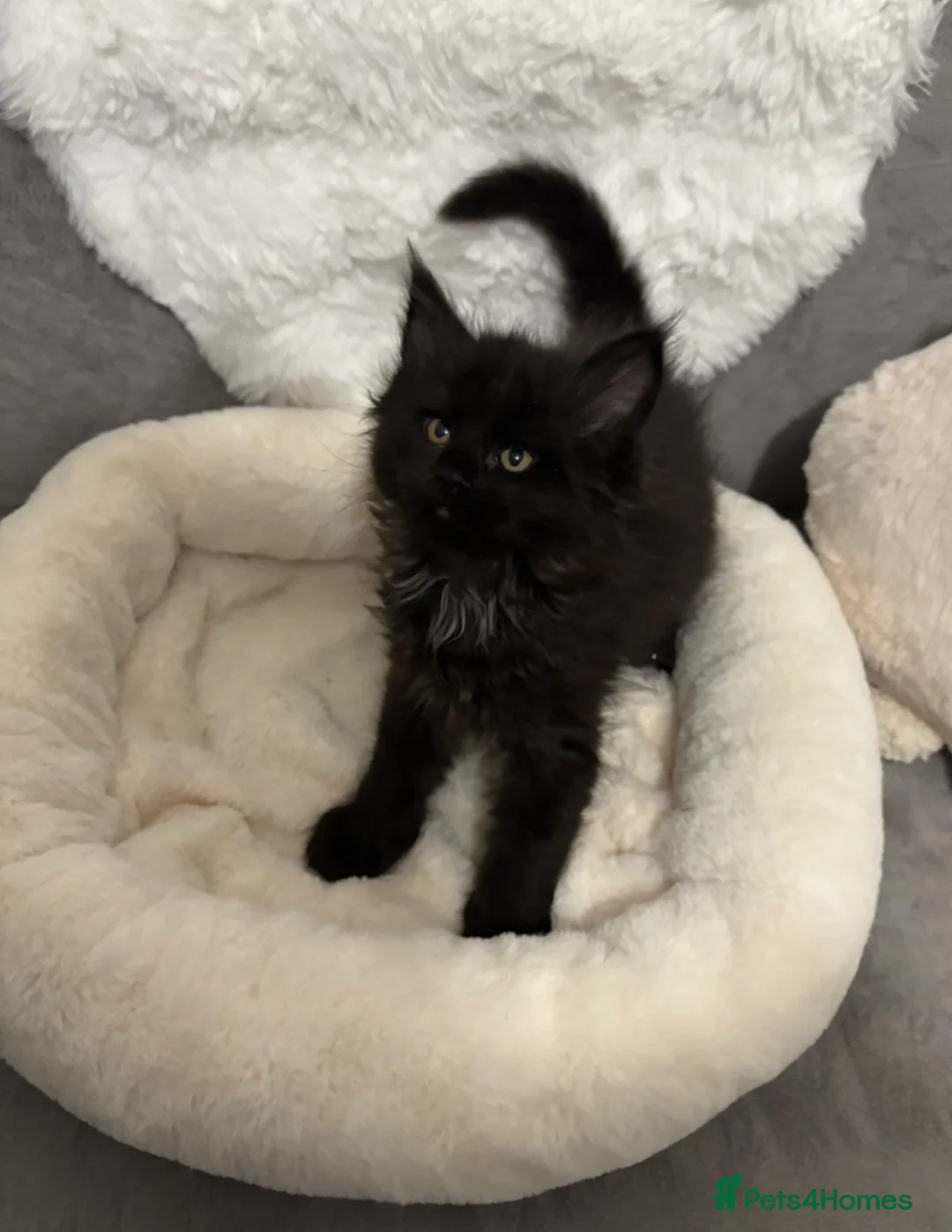 Maine Coon cats for sale: LAST GIRL Maine Coon Kitten  - Advert 3