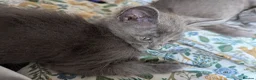 Mixed Breed cats for sale: Our Russian Dolls – Russian Blue × Ragdoll Kittens - Advert 3