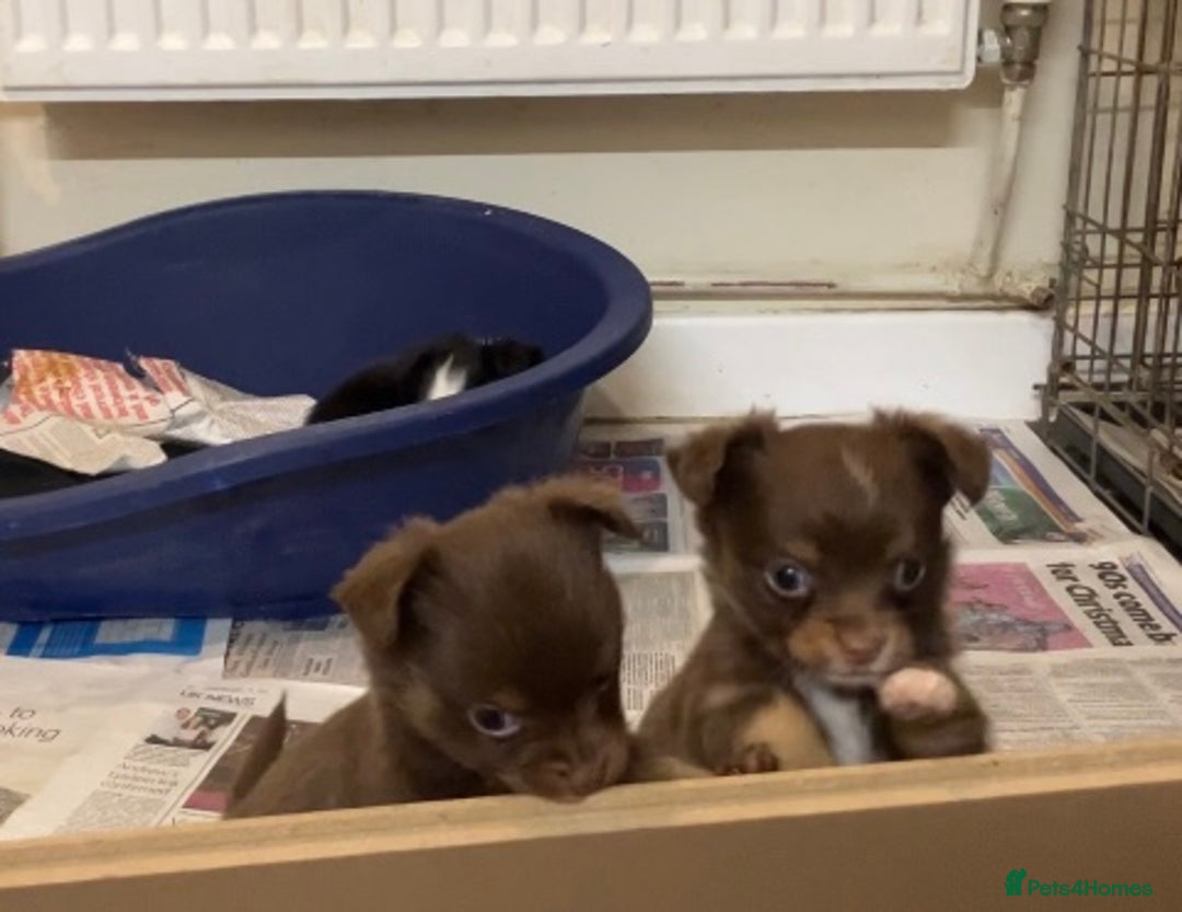 Chihuahua dogs for sale: Chihuahua puppies ready now - Advert 14