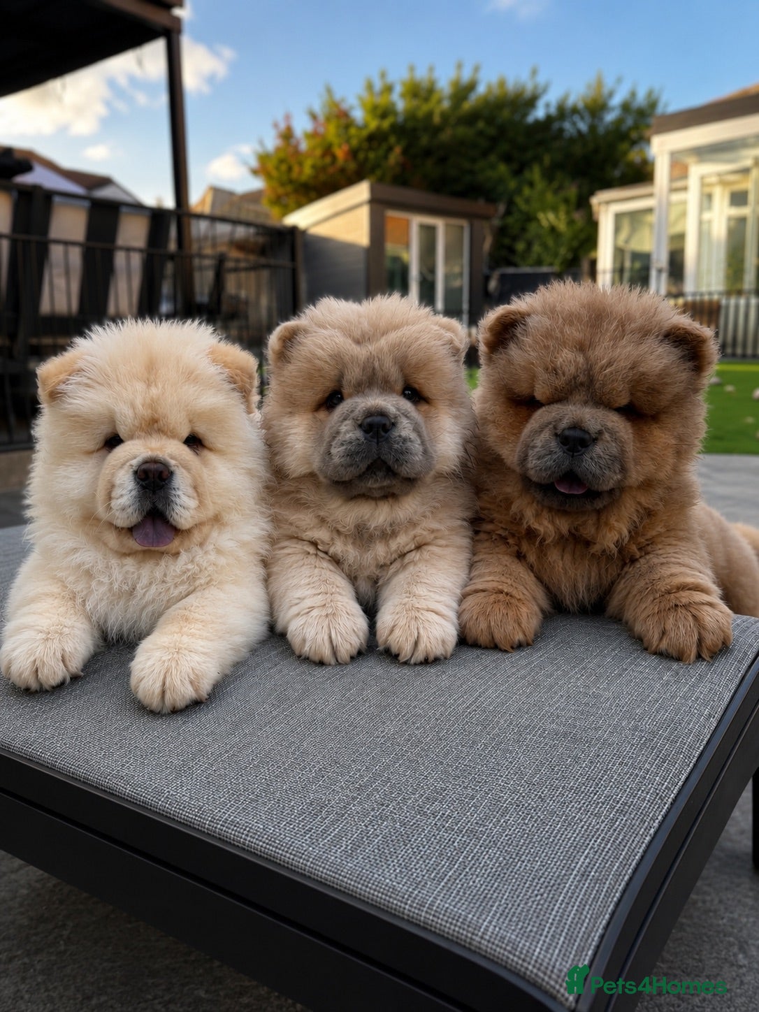 Chow Chow dogs 🧸Beautiful chow chow puppies 🧸 - Advert 1