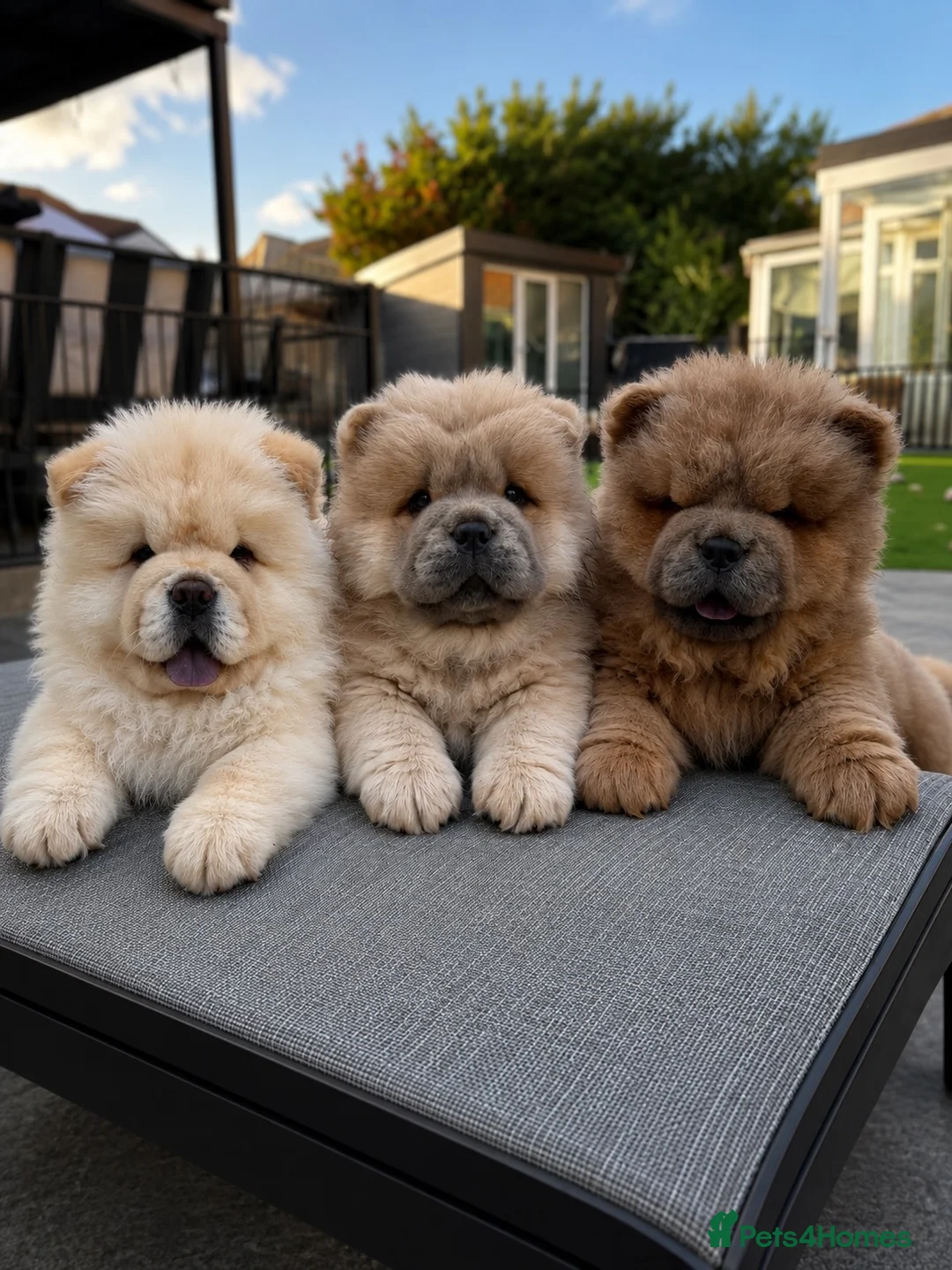 Chow Chow dogs for sale: 🧸Beautiful chow chow puppies 🧸 - Advert 1