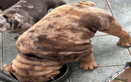 English Bulldog dogs for sale: English bulldogs / phenomenal pedigree. - Image 9