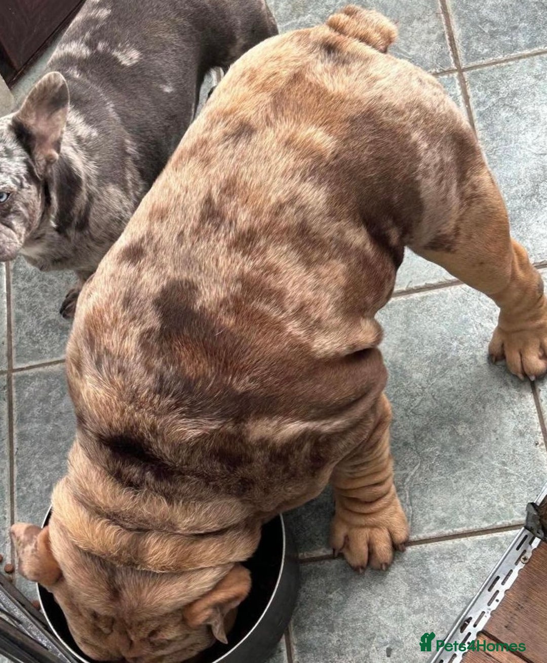 English Bulldog dogs for sale: English bulldogs / phenomenal pedigree. - Image 9