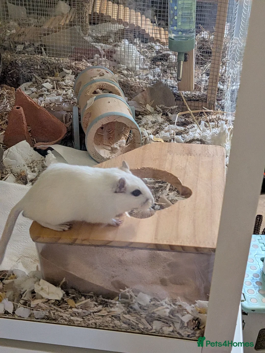 Gerbil rodents for sale: 4 month old boy - Advert 4