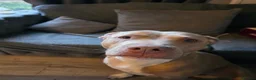 Mixed Breed dogs for sale: Beautiful mixed breed puppies 2 boys 1 girl in Peterborough - Advert 2