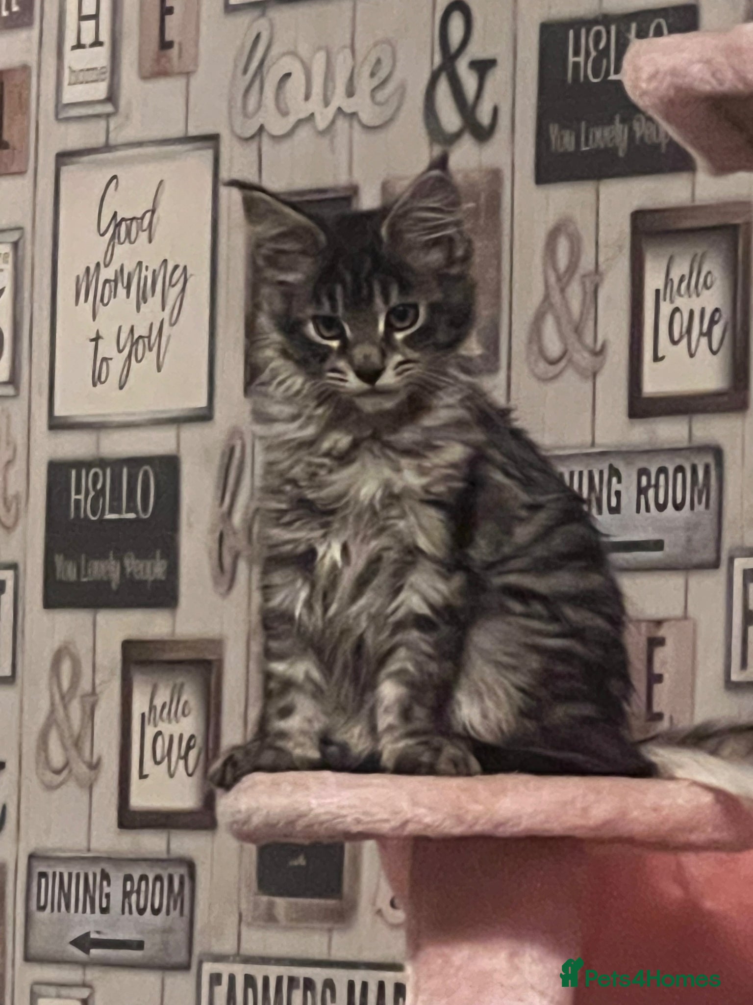 Maine Coon cats Georgeous Maine coon kittens active register - Advert 4
