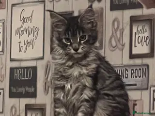 Maine Coon cats Georgeous Maine coon kittens active register - Advert 4