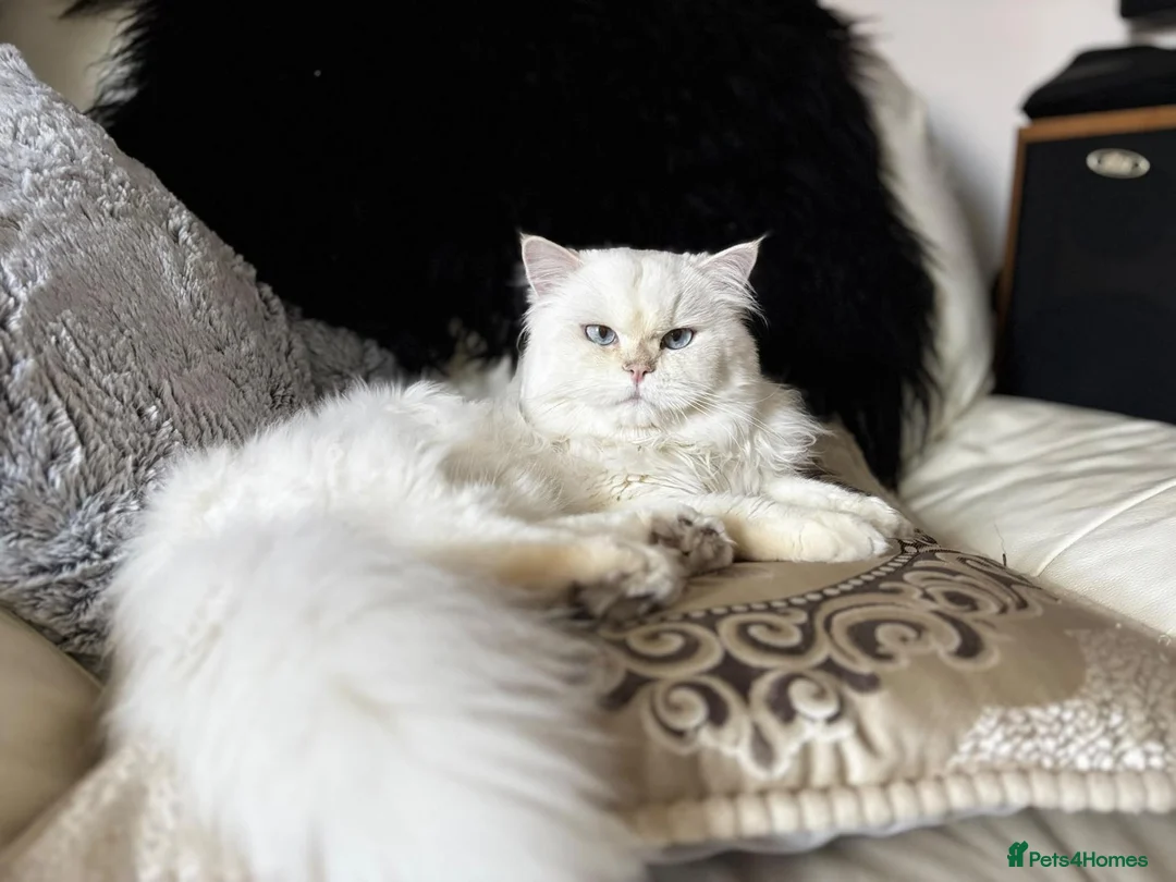 British Longhair cats for stud: Stunning male with blue eyes  - Advert 2
