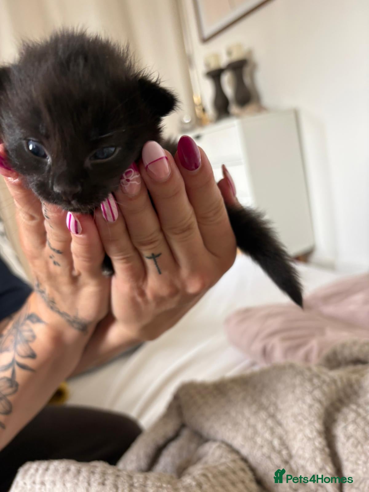 Mixed Breed cats for sale: Mixed Beautiful Girls  - Advert 8