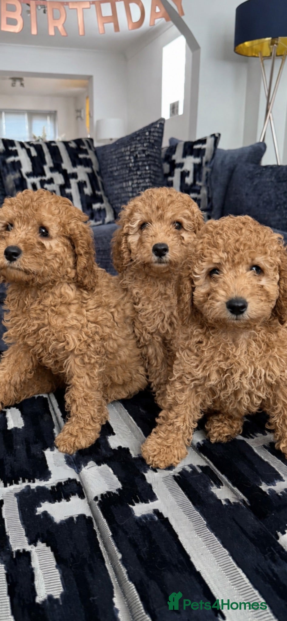 Cavapoo dogs  Adorable puppies looking for Their forever homes  - Advert 15