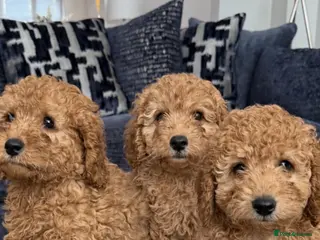 Cavapoo dogs Adorable puppies looking for Their forever homes - Advert 15