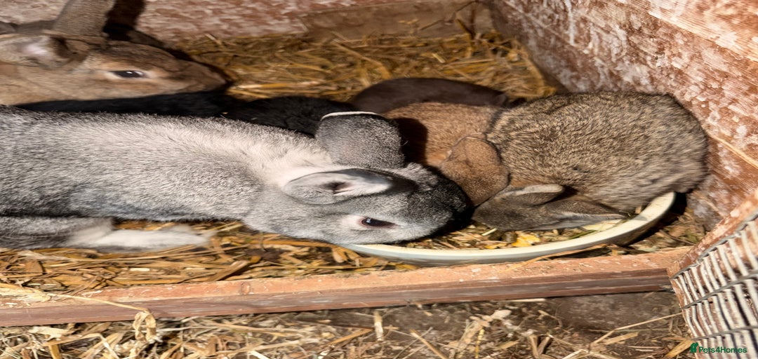 Gallery Image {{count}}