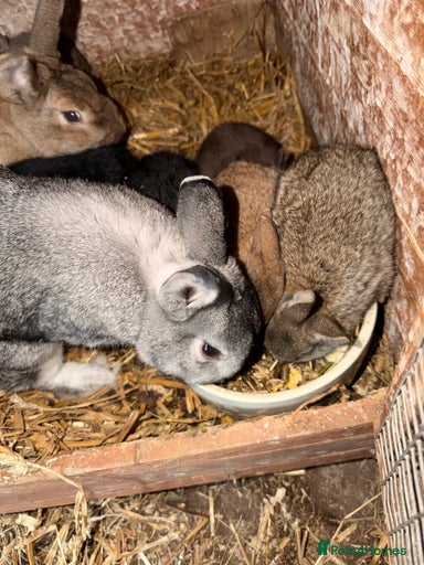 Gallery Image {{count}}