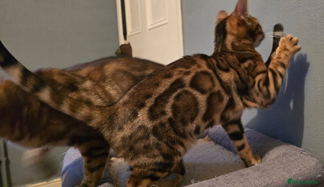 Bengal cats for sale: Registered Pure Bengal READY NOW  - Image 4