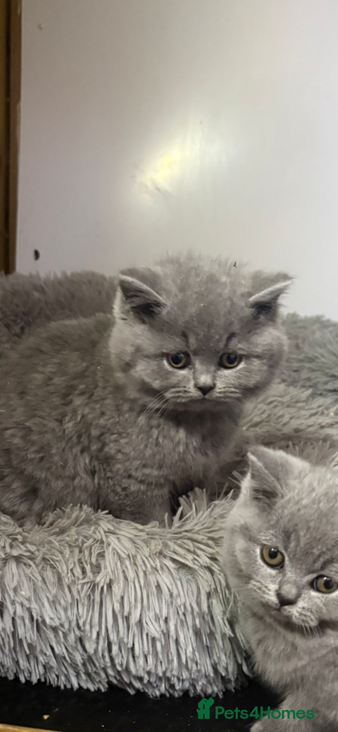 British Shorthair cats for sale: 2 left ready for new home this Saturday  - Advert 19