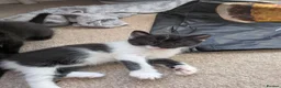 British Shorthair cats for sale: Kittens  - Advert 4