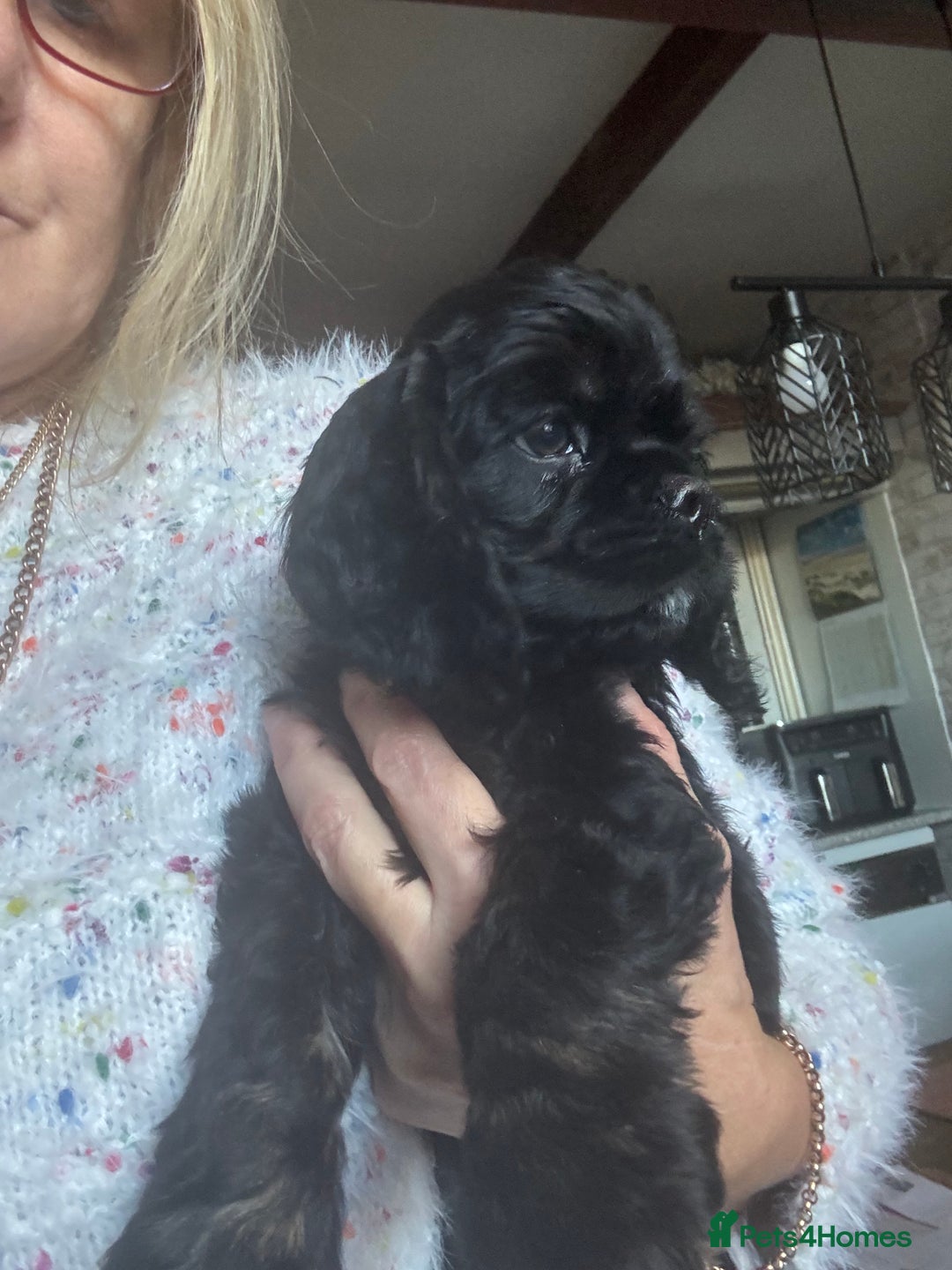 American Cocker Spaniel dogs for sale: KC reg American puppies - Advert 4