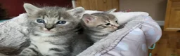Savannah cats for sale: Savannah cross kittens. - Advert 5