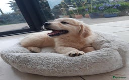 Golden Retriever dogs for sale: Beautiful golden reteriver puppies  - Image 3