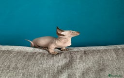 Sphynx cats for sale: Hairless kittens sphinx/bambino - Image 6