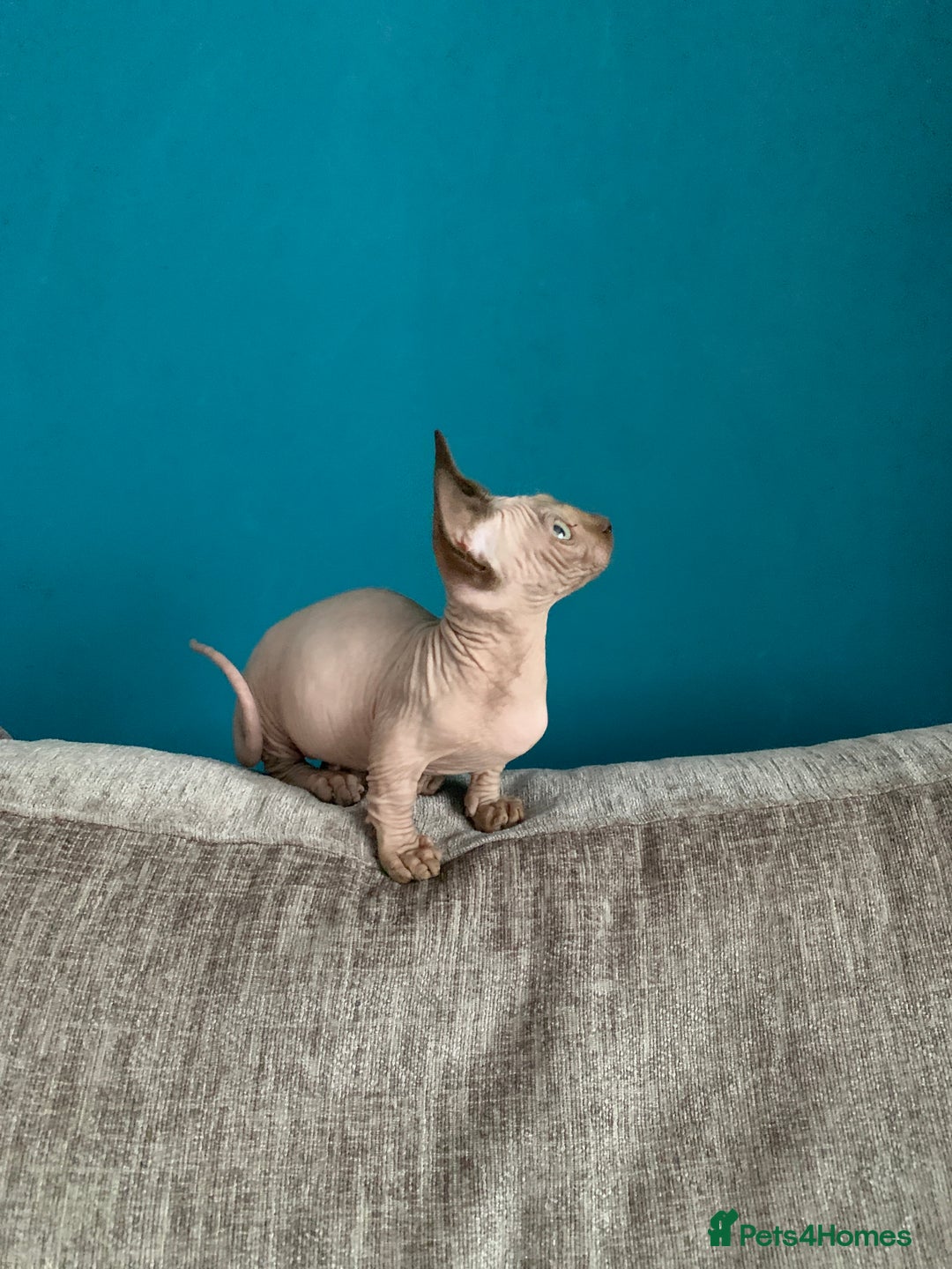 Sphynx cats for sale: Hairless kittens sphinx/bambino - Image 6