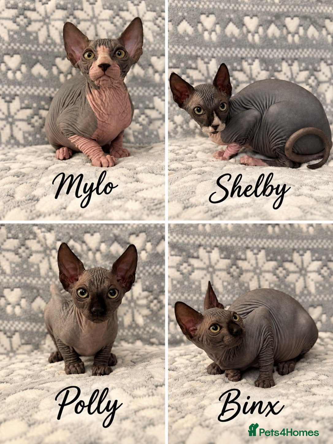 Sphynx cats 🐾TICA REGISTERED SPHYNX - LOVING HOMES SOUGHT 🐾 - Advert 9