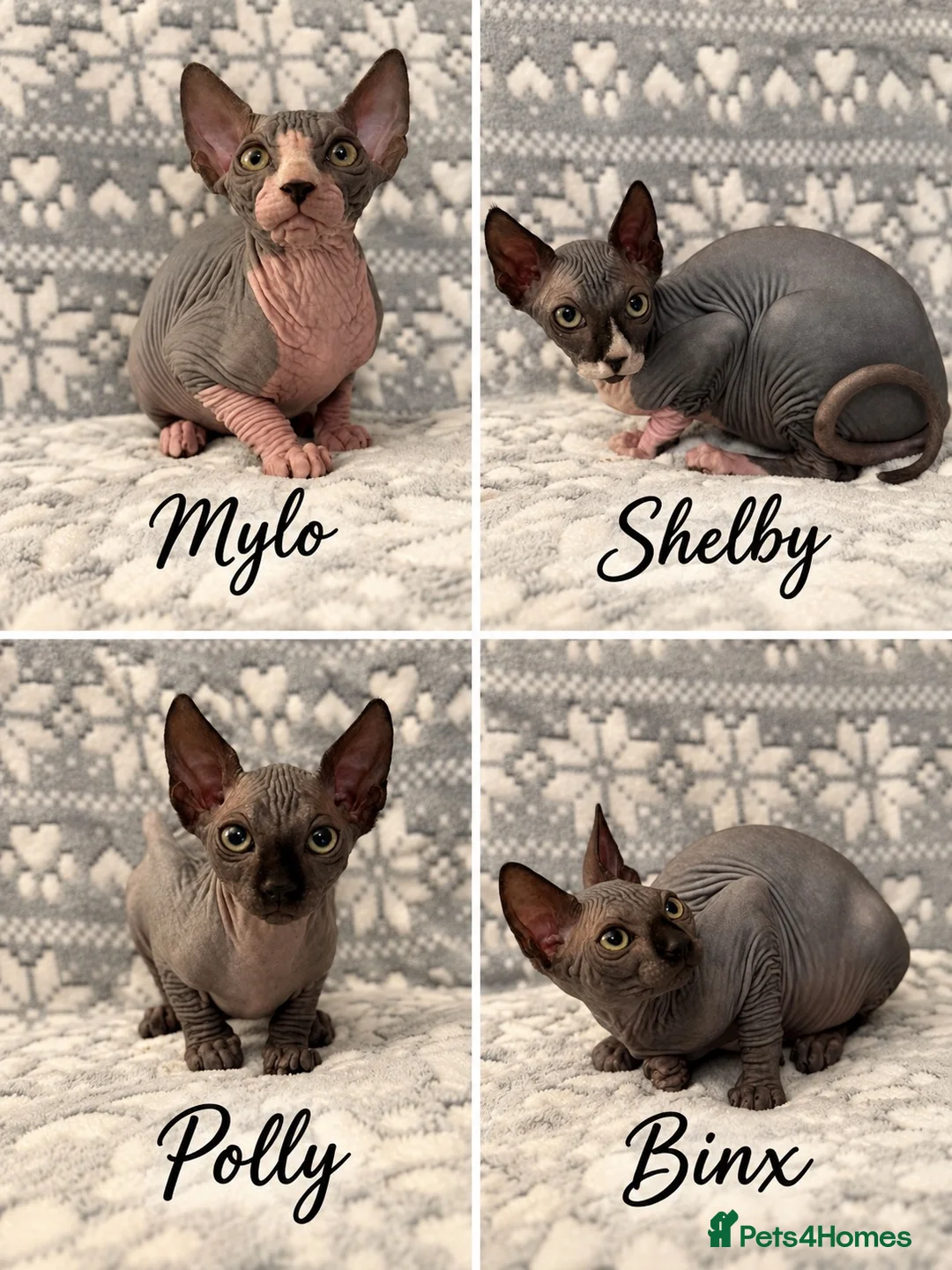 Sphynx cats for sale: 🐾TICA REGISTERED SPHYNX - LOVING HOMES SOUGHT 🐾 - Advert 1