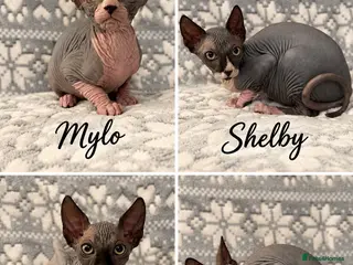 Sphynx cats 🐾TICA REGISTERED SPHYNX - LOVING HOMES SOUGHT 🐾 - Advert 9