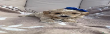 Maltipoo Puppy 1