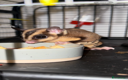 Sugar Glider rodents for sale: Pair of sugar gliders  - Advert 2