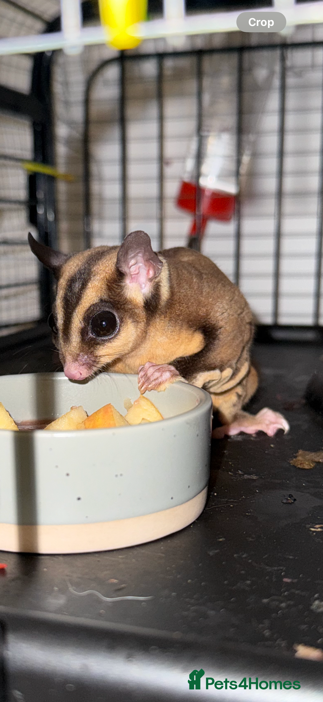 Sugar Glider rodents for sale: Pair of sugar gliders  - Advert 2
