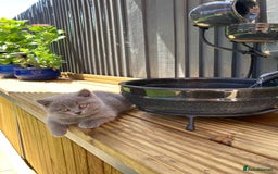 British Shorthair cats for sale: READY TO LEAVE Champion bloodline pedigree kittens - Image 25