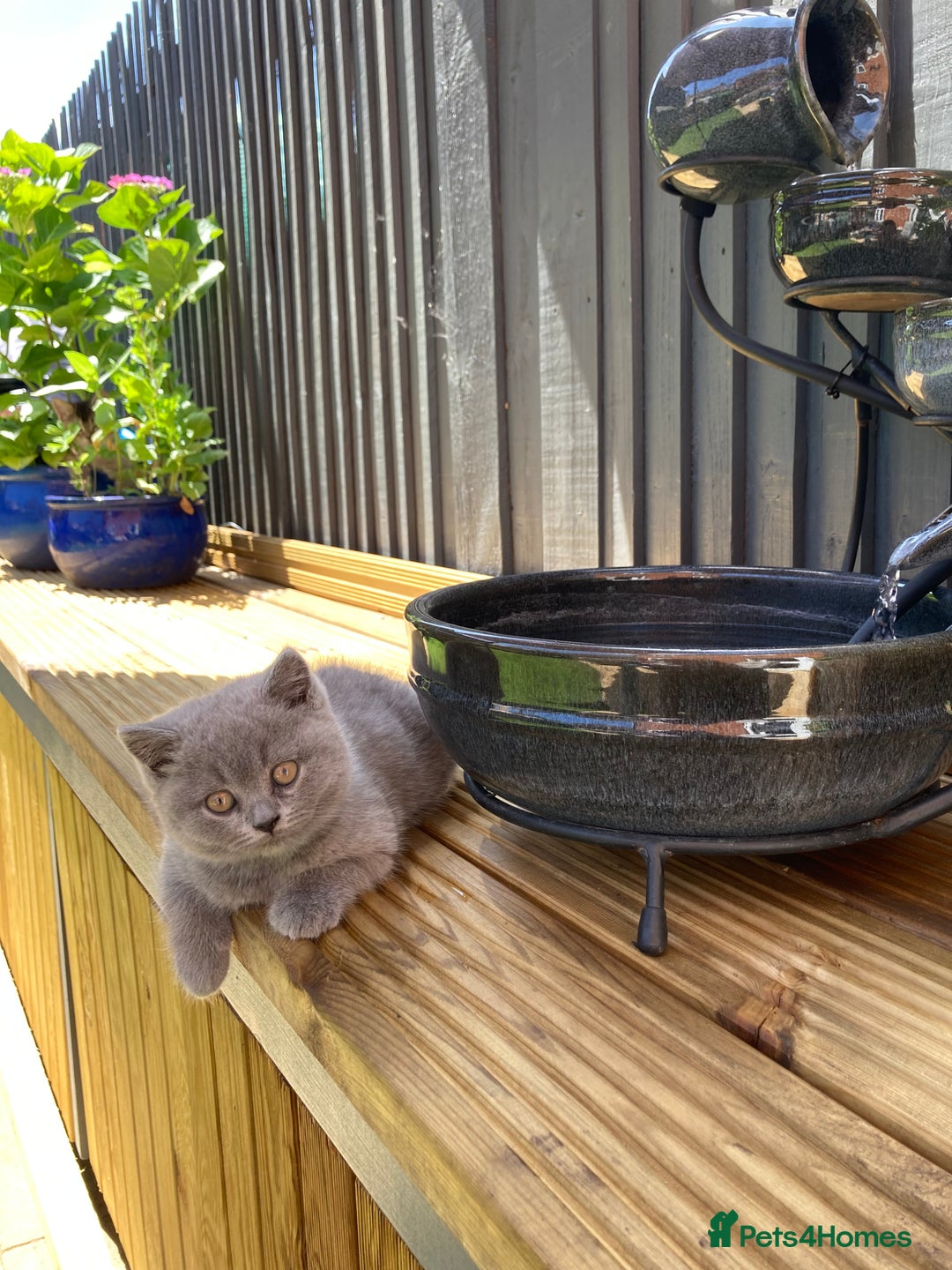 British Shorthair cats for sale: READY TO LEAVE Champion bloodline pedigree kittens - Image 25