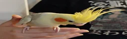 Cockatiels birds for sale: Hand tame pied lutino female 3.5 y/o - Advert 5
