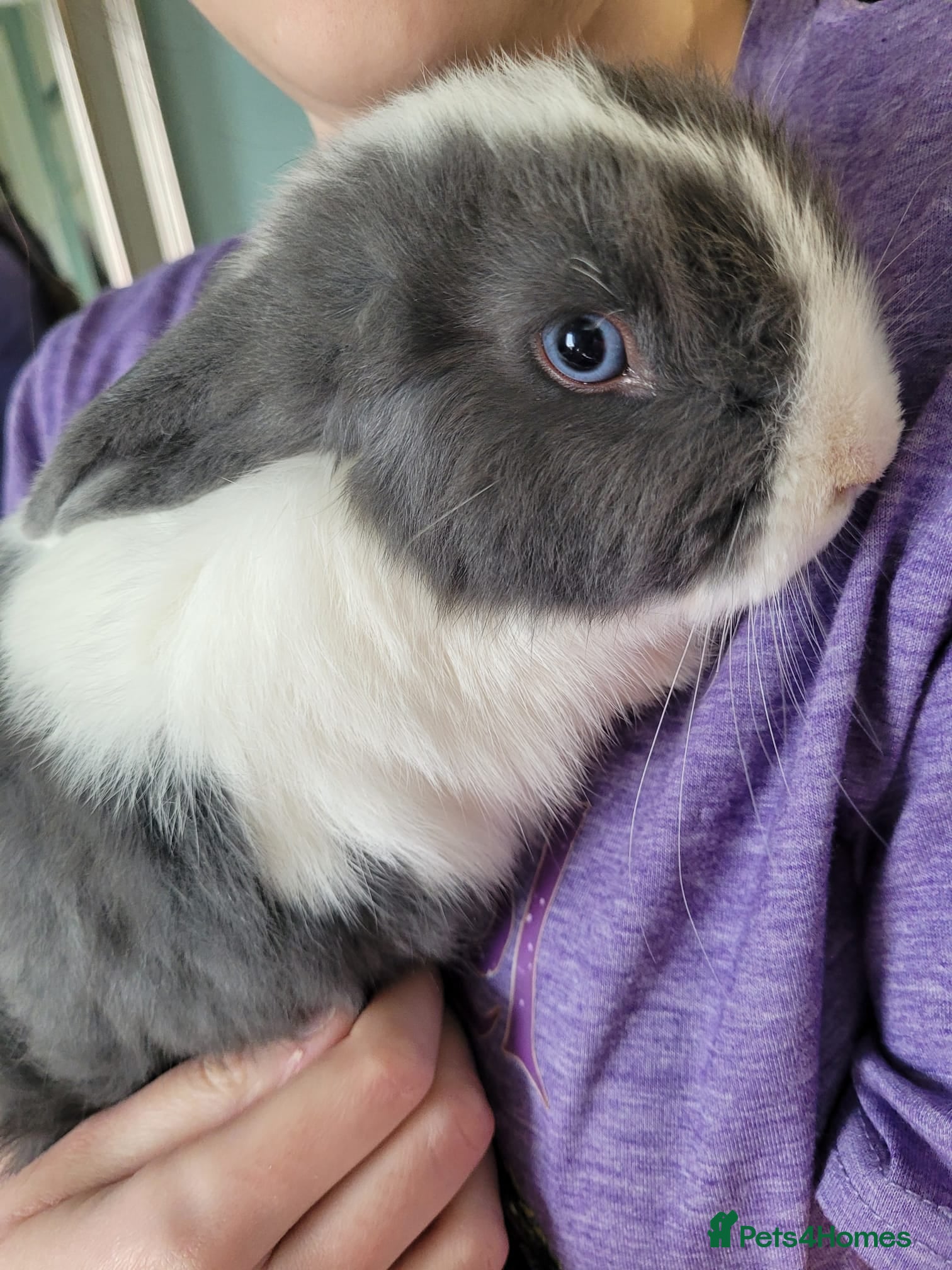 Mixed Breed rabbits Adorable Blue Eyed Mini Lop Mix - Advert 3