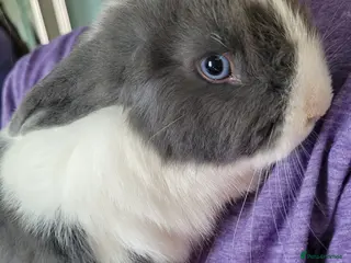 Mixed Breed rabbits Adorable Blue Eyed Mini Lop Mix - Advert 2