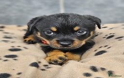 Rottweiler dogs for sale: Stunning Rottweiler puppys - Image 6