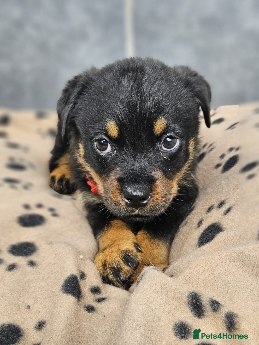 Rottweiler dogs for sale: Stunning Rottweiler puppys - Image 6