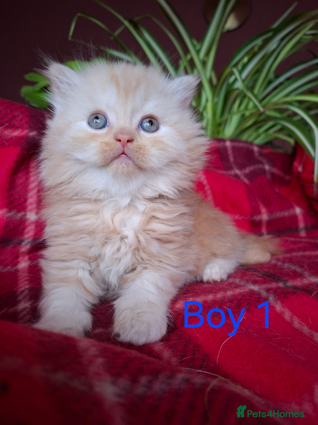 Scottish Fold cats for sale: Adorable Longhair & Shorthair Kittens- Prices Vary - Advert 5