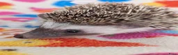Pygmy Hedgehog rodents for sale: Reduced!!! 3 Stunning Females. Ready Now!!!! - Advert 6