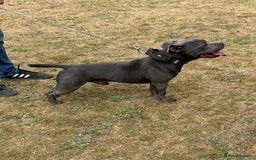 Staffordshire Bull Terrier dogs for stud: REGGIE kc PROVEN (HEALTH TESTED) Dark Blue in Wisbech - Image 1