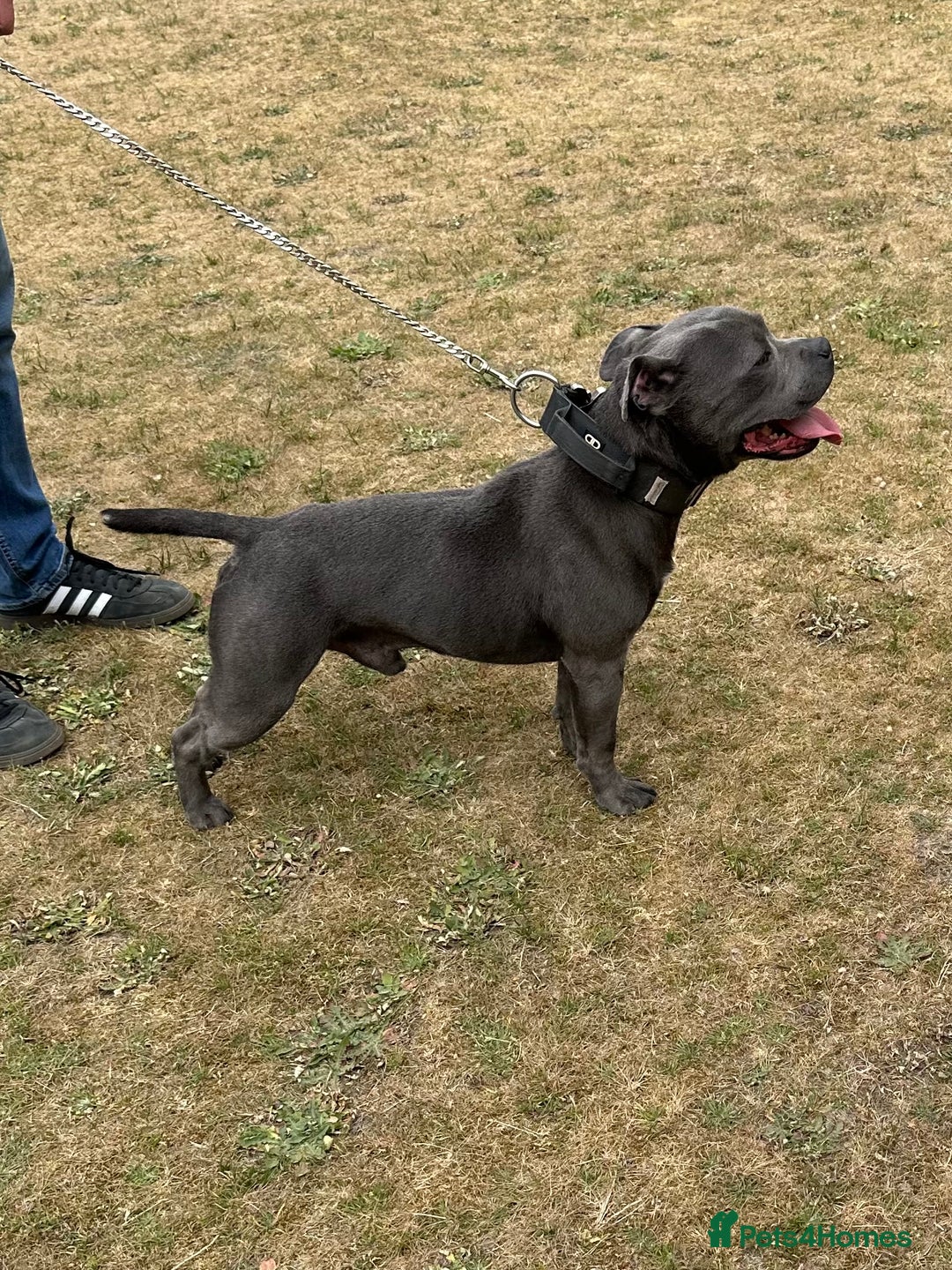 Staffordshire Bull Terrier dogs for stud: REGGIE kc PROVEN (HEALTH TESTED) Dark Blue in Wisbech - Image 1