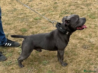 Staffordshire Bull Terrier dogs in Wisbech - Advert 8